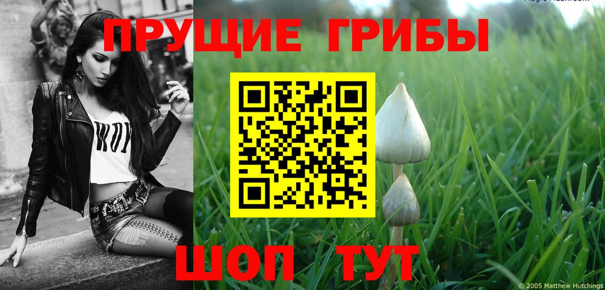 даркнет сайт  Дагестанские Огни  Галлюциногенные грибы Psilocybine cubensis 